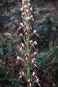 Himantoglossum adriaticum